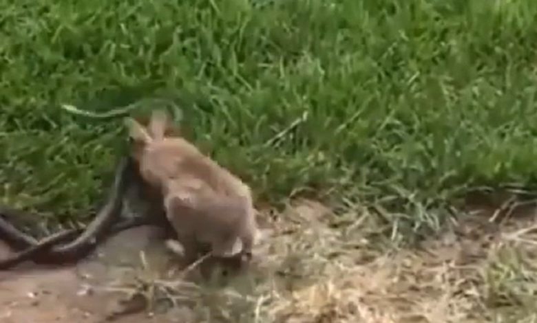 VIDEO: When the little rabbit clashed with the giant snake, you too would be stunned to see the courage