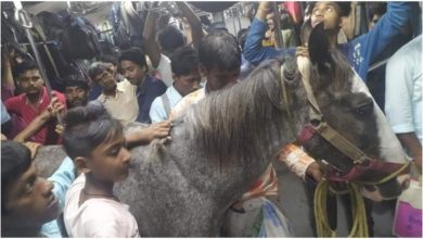 Photo of Viral: A horse was seen traveling in a train packed with passengers, users were surprised to see the picture