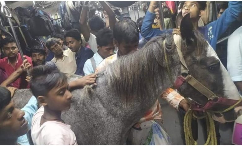 Viral: A horse was seen traveling in a train packed with passengers, users were surprised to see the picture