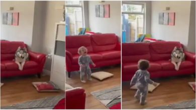 Photo of Viral: A small child gave a dose of fear to the dog, as soon as he saw it, the dog ran away from the sofa…watch funny video