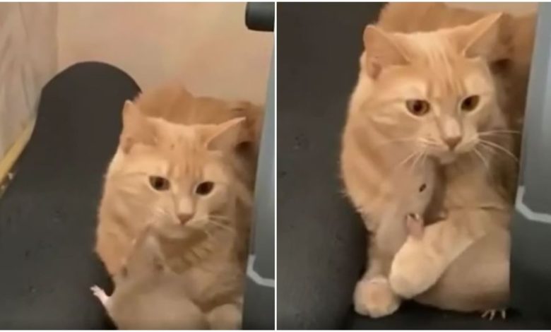 Viral: After watching this video, you will forget the cat-mouse enmity!  Everyone is surprised to see the bonding