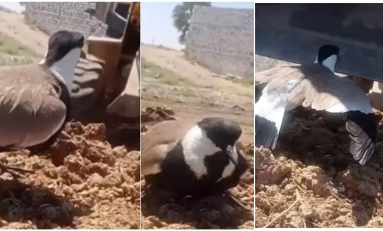 Viral: Bird clashed with JCB to save eggs, people said - 'There is no warrior in the world bigger than mother'