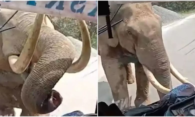 Viral: Elephant started doing bus inspection in the middle of the road, people watching the video said - 'This is called the secret of Gajraj'