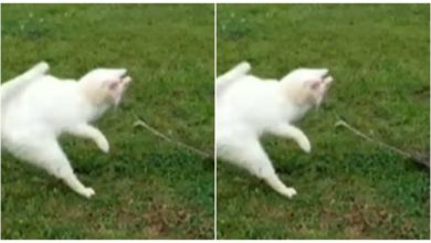 Photo of Viral: In the garden, the snake attacked the cat again, something like this happened, the cat ran away by pressing its tail…watch video