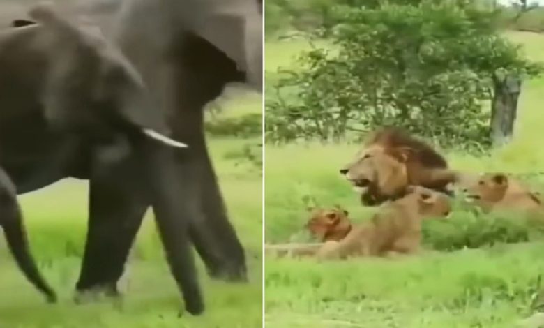 Viral: On seeing a herd of elephants, the lions ran away by pressing their tail, you will be left laughing after watching the video