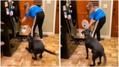Photo of Viral: Seeing the favorite thing in the hands of the mistress, the dog started jumping with joy, watching the video, people said – ‘Send it to the Olympics’