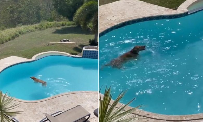 Viral Video: A dog having fun bathing in the swimming pool, will be laughing after watching the video