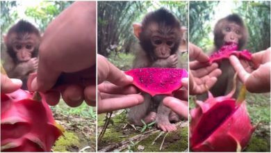 Photo of Viral Video: Baby monkey tastes dragon fruit for the first time, seeing the reaction will make your day