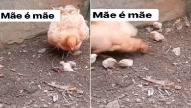 Photo of Viral Video: Chameleon was troubling the hen’s baby, then ‘mother’ taught such a lesson