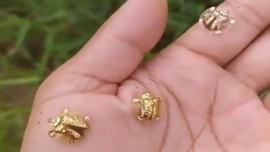 Photo of Viral Video: Little ‘gold turtle’ seen sitting on man’s hand, you will be stunned to see viral video