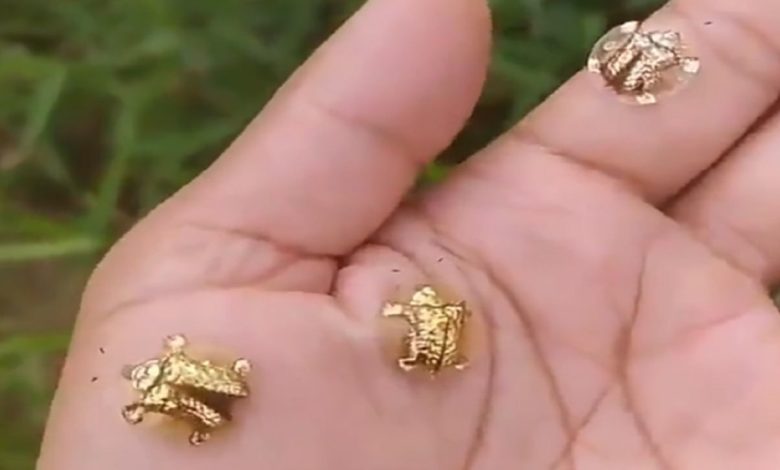 Viral Video: Little 'gold turtle' seen sitting on man's hand, you will be stunned to see viral video
