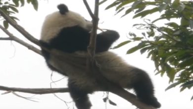 Photo of Viral Video: Panda was seen resting on a thin branch of a tree, people said – ‘When will fall’