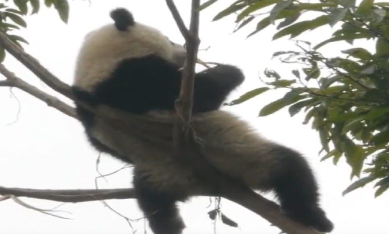 Viral Video: Panda was seen resting on a thin branch of a tree, people said - 'When will fall'