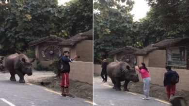 Photo of Viral Video: Rhinoceros roaming freely on the road, people also fearlessly taking selfies, watching the video, users said – ‘It is very risky’