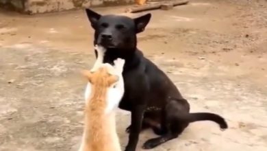 Photo of Viral Video: The cat was seen giving a wonderful massage to the dog, the video made people happy