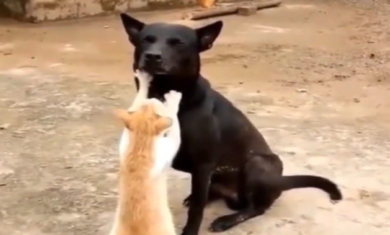 Viral Video: The cat was seen giving a wonderful massage to the dog, the video made people happy