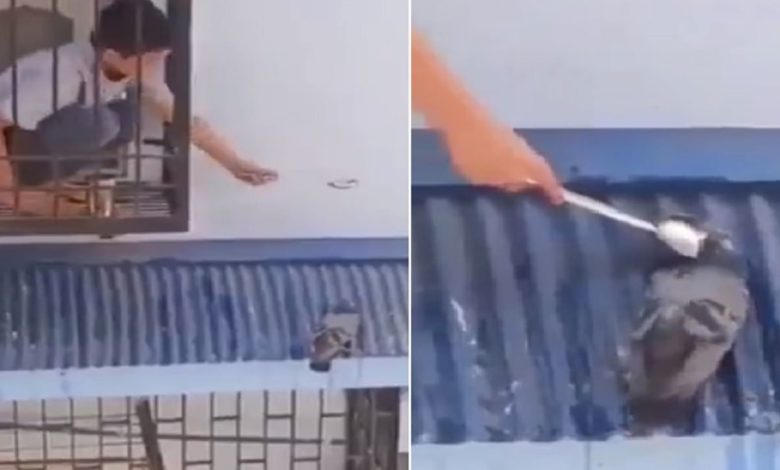 Viral Video: The child gave water to a thirsty pigeon in the afternoon, humanity won everyone's heart
