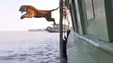 Photo of Viral Video: Tiger made a long jump in the water from the top of the boat, people were also stunned to see the amazing swimming