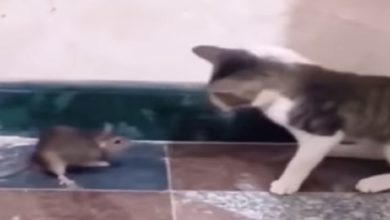 Photo of Viral Video: When the cat started stumbling the mouse unnecessarily, even after watching the video, you would say – ‘this is atrocity’