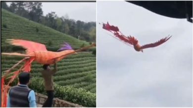 Photo of Viral: With the help of lifeless wings, the giant bird flew high, watching the video, people said – ‘This is amazing’