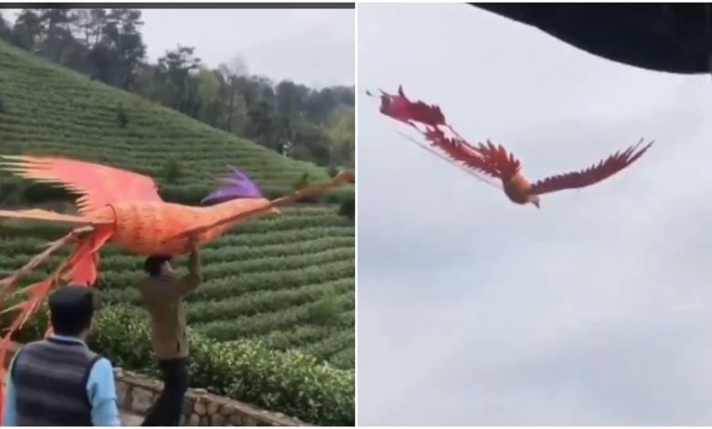 Viral: With the help of lifeless wings, the giant bird flew high, watching the video, people said - 'This is amazing'