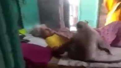 Photo of Viral: You must not have seen such love between monkey and human, the video surprised everyone
