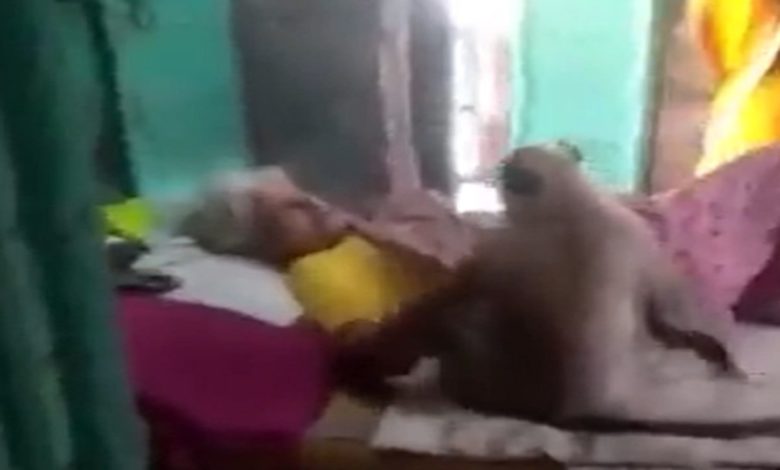 Viral: You must not have seen such love between monkey and human, the video surprised everyone
