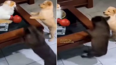 Photo of Ever seen such a Boxing Cat?  The dog was killed in one punch
