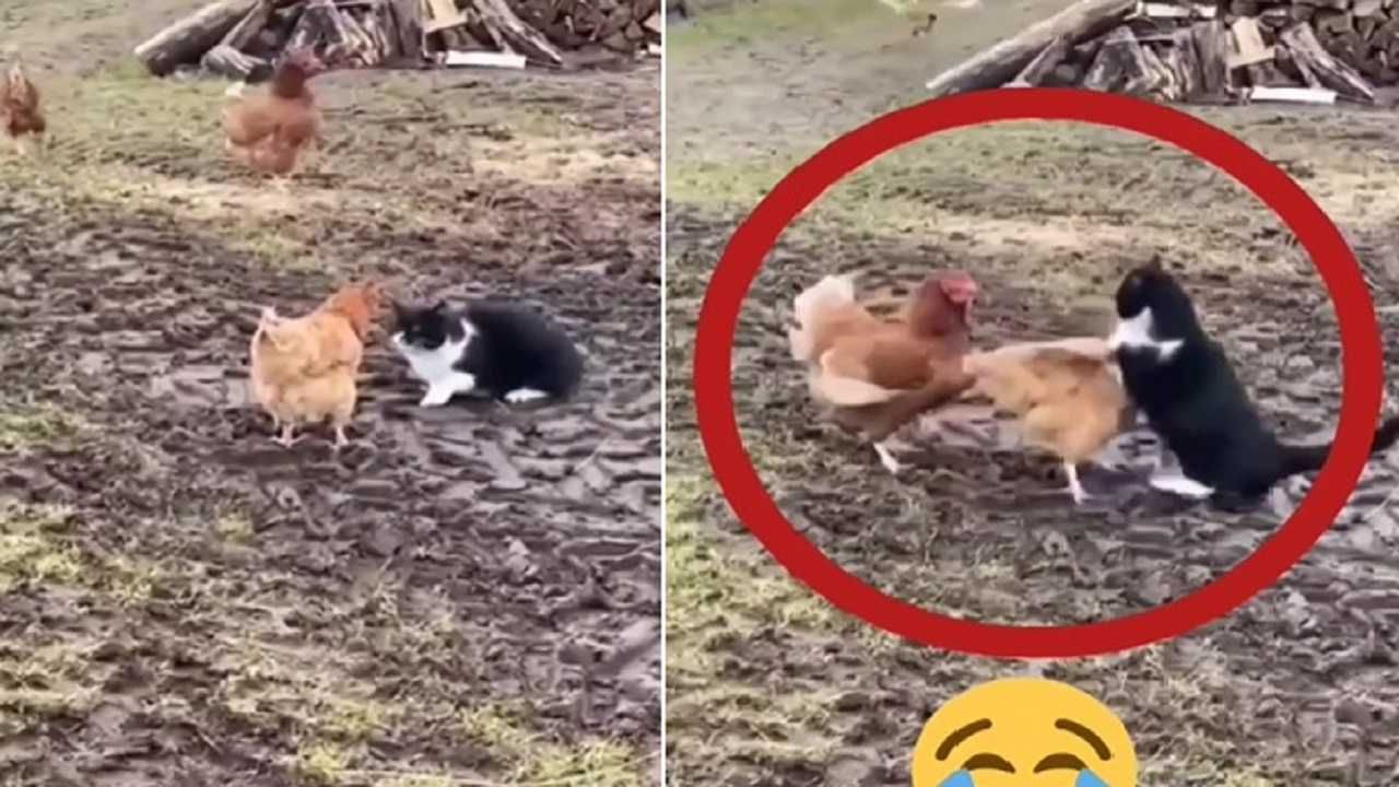 Funny Video: Never seen such a fight between a cat and a chicken, you will  be laughing and laughing | India Rag