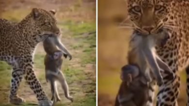 Photo of Heart Breaking Video!  The body of the monkey was buried in the jaws of the leopard, the child was seen sticking to the mother;  will cry watching the video