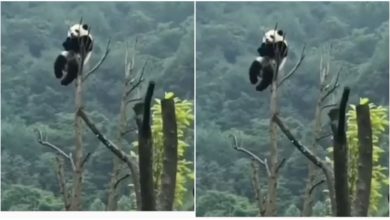Photo of Panda was seen having fun on the tree like a monkey, people made funny comments after watching the video