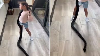 Photo of Shocking Video: A giant snake wrapped around a little girl’s neck, people were shocked to see