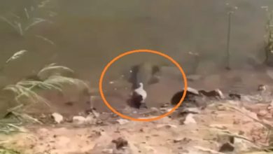 Photo of Shocking Video: The fish hunted the pigeon in one stroke, people were surprised to see the video