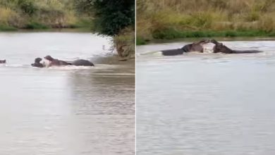 Photo of Shocking Video: When two hippos clashed under water, then see what happened