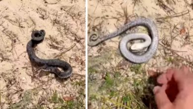 Photo of Snake Video: On seeing the person, the snake started acting, watching the video, people said – brother, get him an Oscar
