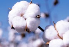 Photo of Textile companies demand ban on cotton futures, reason for sharp rise in prices