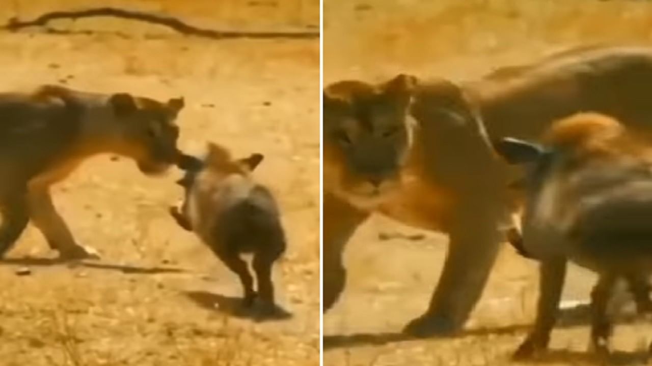 VIDEO: Ever seen such a fight between a wild boar and a lioness? People  praised the courage | India Rag