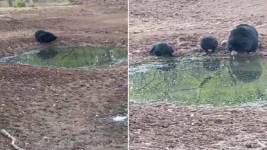 Photo of VIDEO: The female bear took her children on her back to feed them water, people were overwhelmed to see the love of ‘mother’ in the dense forests