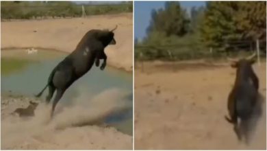 Photo of Video: Dog and buffalo race to cross the river, suddenly the buffalo jumped and showed ‘BULL POWER’