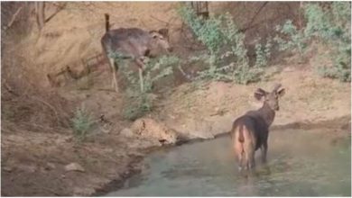 Photo of Video: Users were surprised to see deer and leopard drinking water together, said – ‘It is difficult to understand the game of nature’