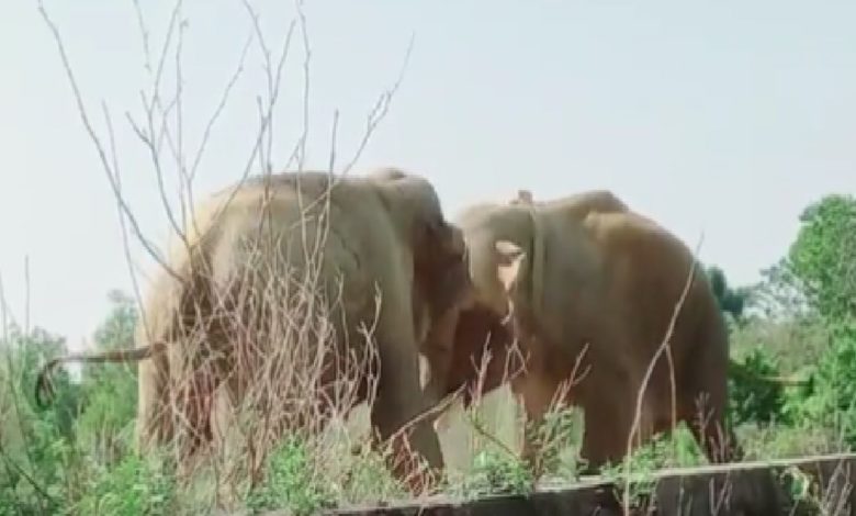 Viral: A fierce fight took place between elephants, people watching the video said - 'jumbos don't fight like men'