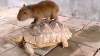 Photo of Viral: Capybara enjoys ‘Tortois Taxi’, watching the video you will also say – ‘Wow what a fun’