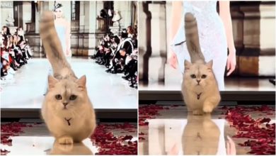 Photo of Viral: Cat walks the catwalk like a professional model, you will also be stunned to see style and swag