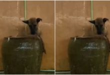 Photo of Viral: Doggy had a lot of fun in a bucket full of water, watching the video will make your day