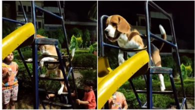 Photo of Viral: Doggy is seen swinging in the park with fun, watching the video will make your day