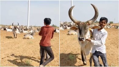 Photo of Viral: If the owner was attacked then the cow saved his life like this, watching the video will increase your trust in the loyalty of animals