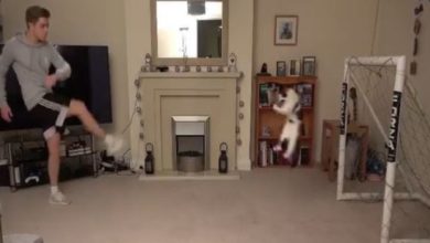 Photo of Viral: Like a professional goalkeeper, the cat defended every ball, good footballers will be stunned by watching the video