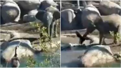 Photo of Viral: Little Gajraj had to suffer for troubling the bird, see how the bird taught a lesson in the video