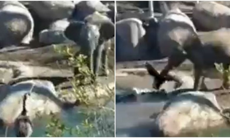 Viral: Little Gajraj had to suffer for troubling the bird, see how the bird taught a lesson in the video