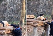Photo of Viral: Panda picked up carrots and enjoys biscuits after getting up from sleep, watching the clip will make your day